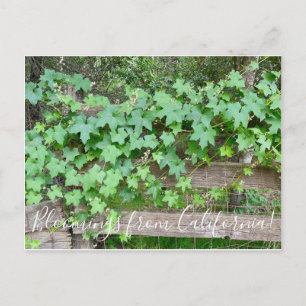 Bloomings from California: California Manroot Postcard