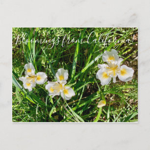 Bloomings from California: Canyon Snow Iris Postcard