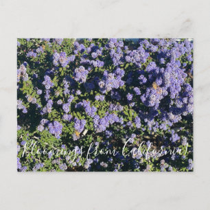 Bloomings from California: Ceanothus Dark Star Postcard