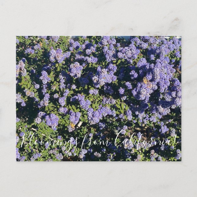 Bloomings from California: Ceanothus Dark Star Postcard (Front)