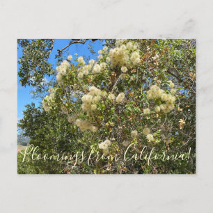 Bloomings from California: Chaparral Clematis Postcard