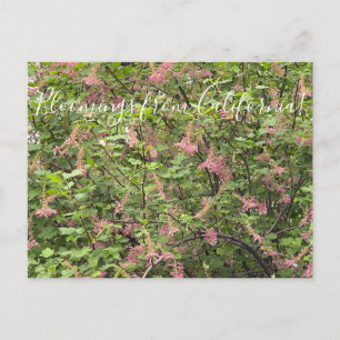 Bloomings from California: Chaparral Currant Postcard