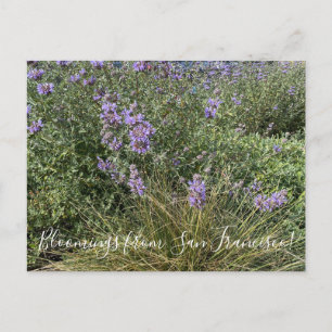 Bloomings from California: Cleveland Sage Postcard