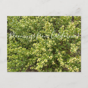 Bloomings from California: Coyote Bush Postcard
