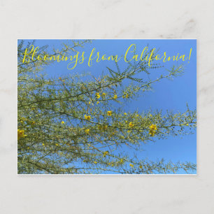 Bloomings from California Desert Museum Palo Verde Postcard