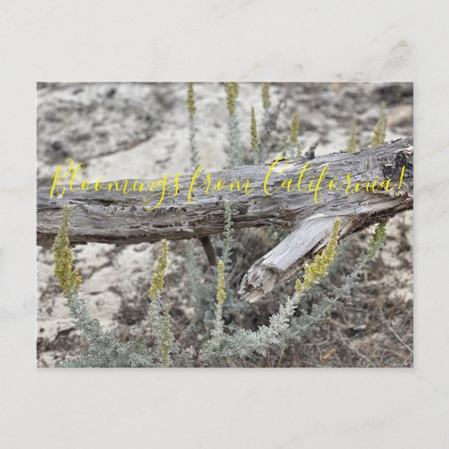 Bloomings from California: Dune Sagewort Postcard (Front)