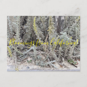 Bloomings from California: Dune Sagewort Postcard
