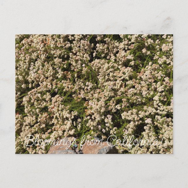 Bloomings from California: Eriogonum fasciculatum Postcard (Front)