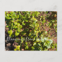 Bloomings from California: Evergreen Currant