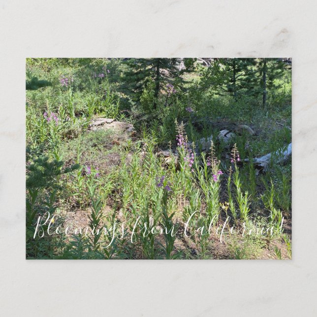Bloomings from California: Fireweed Postcard (Front)