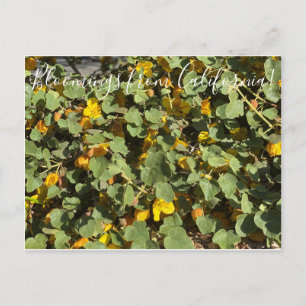 Bloomings from California: Flannel Bush Postcard