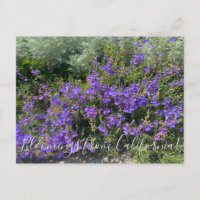 Bloomings from California: Foothill Penstemon