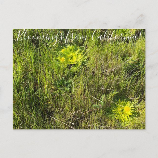 Bloomings from California: Footsteps Of Spring Postcard (Front)