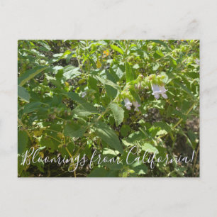 Bloomings from California: Fragrant Pitcher Sage  Postcard