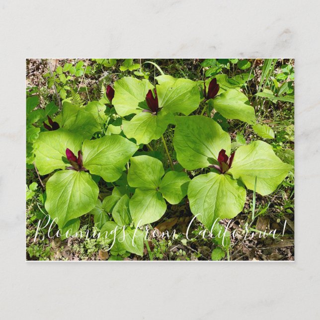 Bloomings from California: Giant Wakerobin Postcard (Front)