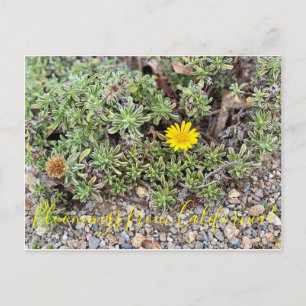 Bloomings from California: Golden Aster Postcard