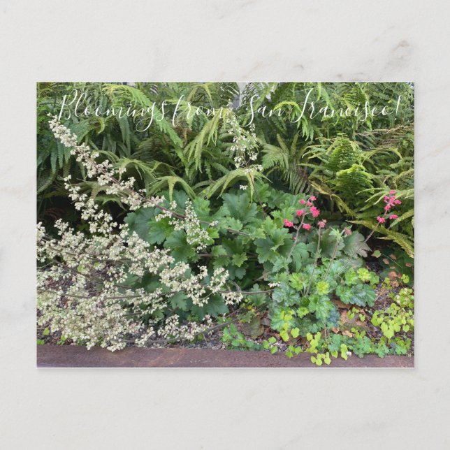 Bloomings from California: Heuchera maxima Postcard (Front)