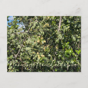 Bloomings from California: Hollyleaf Cherry Postcard