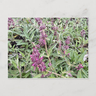 Bloomings from California: Hummingbird Sage Postcard