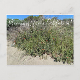 Bloomings from California: Indian Paint Brush Postcard