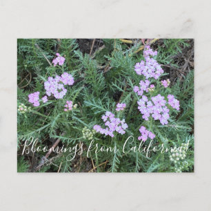 Bloomings from California: Island Pink Yarrow Postcard