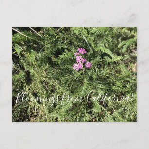 Bloomings from California: Island Pink Yarrow  Postcard