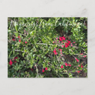 Bloomings from California: Island Snapdragon Postc Postcard