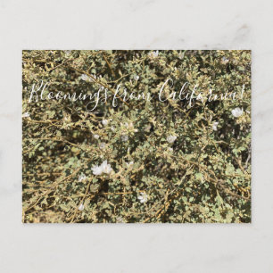 Bloomings from California: La Luna Desert Mallow Postcard