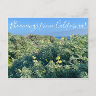 Bloomings from California: Lupines Postcard