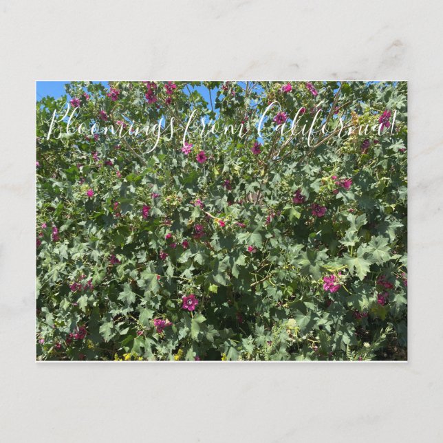 Bloomings from California: Malva Rose Postcard (Front)