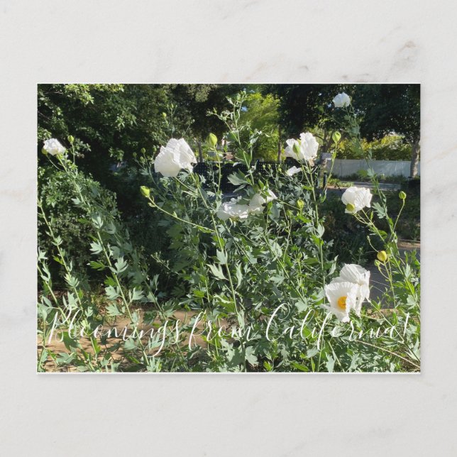 Bloomings from California: Matilija Poppy Postcard (Front)