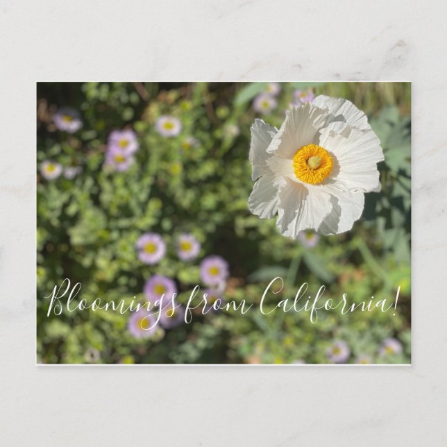 Bloomings from California: Matilija Poppy Postcard (Front)