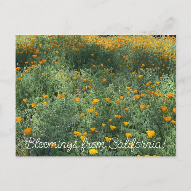 Bloomings from California: May Poppies Postcard (Front)
