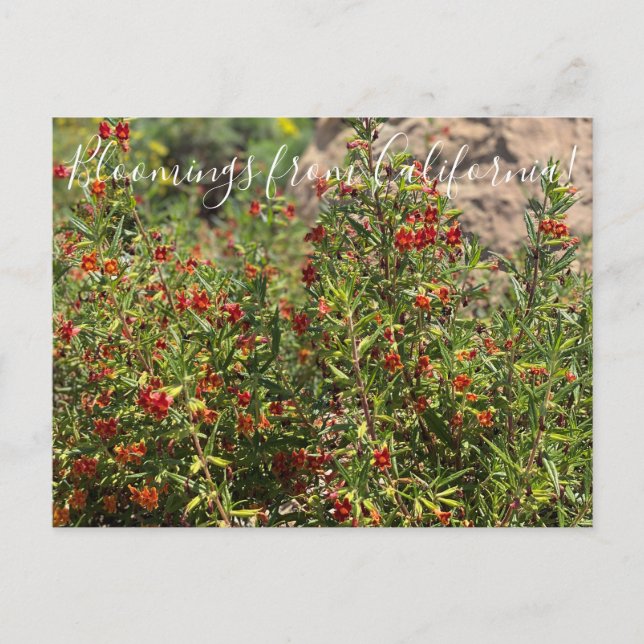 Bloomings from California: Monkey Flowers Postcard (Front)