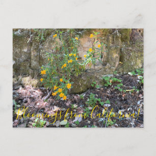 Bloomings from California: Monkey Flowers Postcard