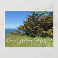 Bloomings from California: Monterey Cypress