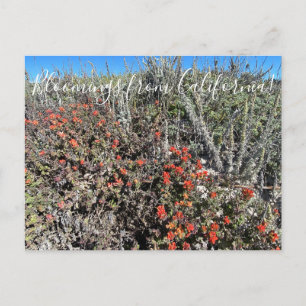 Bloomings from California: Monterey Paintbrush Pos Postcard
