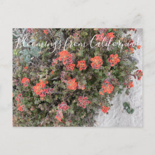 Bloomings from California: Monterey Paintbrush Postcard