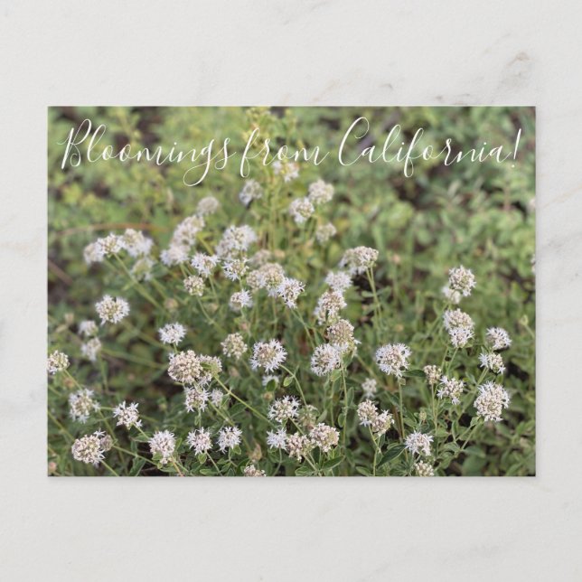 Bloomings from California: Mountain Coyote Mint Postcard (Front)
