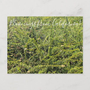 Bloomings from California: Nicolas Chamise Postcard