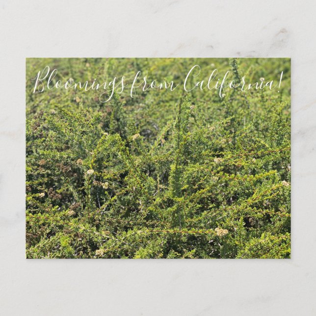 Bloomings from California: Nicolas Chamise Postcard (Front)