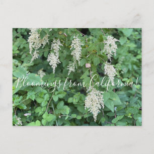 Bloomings from California: Ocean Spray Postcard