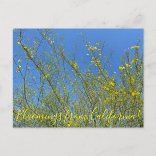 Bloomings from California: Palo Verde Postcard