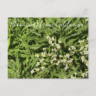 Bloomings from California: Pearly Everlasting Postcard