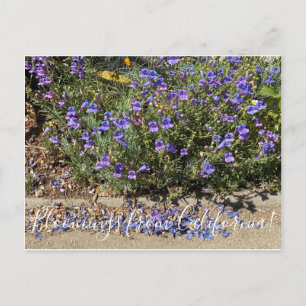 Bloomings from California: Penstemon Margarita BOP Postcard