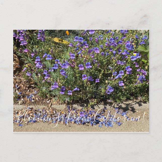 Bloomings from California: Penstemon Margarita BOP Postcard (Front)