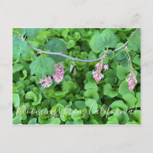 Bloomings from California: Pink Currant Postcard