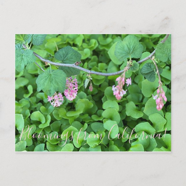 Bloomings from California: Pink Currant Postcard (Front)