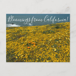 Bloomings from California! Postcard