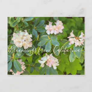 Bloomings from California! Postcard